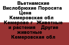 Вьетнамские Вислобрюхие Поросята › Цена ­ 4 000 - Кемеровская обл., Кемерово г. Животные и растения » Другие животные   . Кемеровская обл.